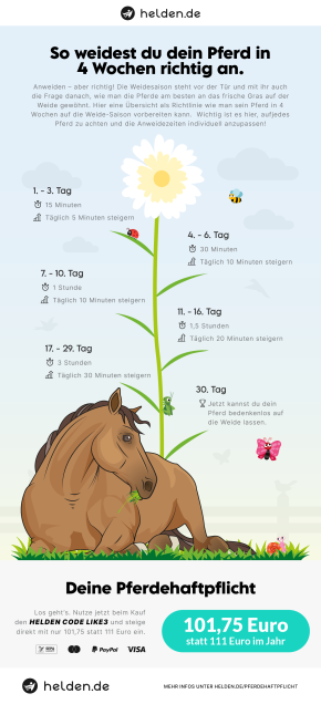 Infografik Pferde richtig angrasen