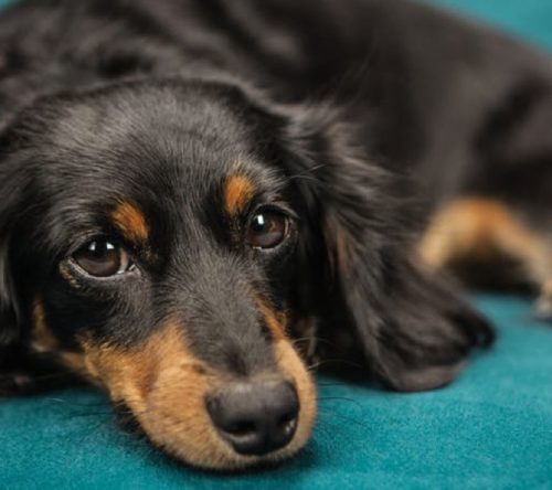 Dackel Hund liegt auf grünem Sofa