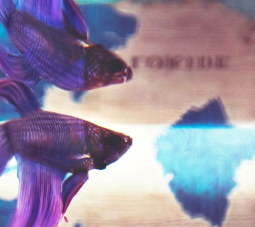 Fische schwimmen im Aquarium