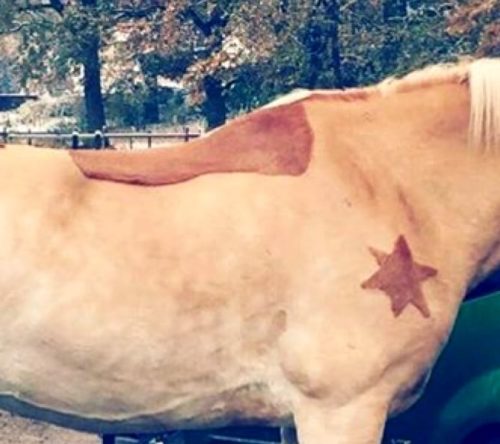 Geschertes Pferd mit Sternmuster