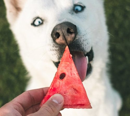 Hund isst Wassermelone