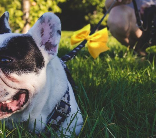 Hund mit gelber Schleife an Leine auf Rasen