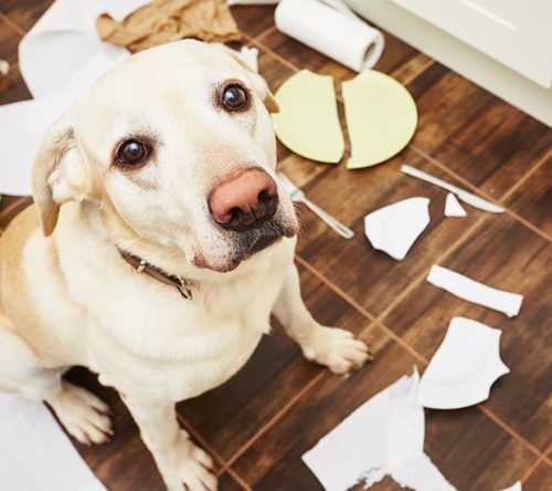 Hund sitzt im verwüsteten Büro