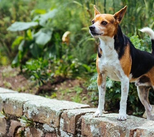 Hund steht auf Mauer