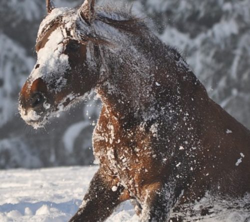 Pferd im Schnee