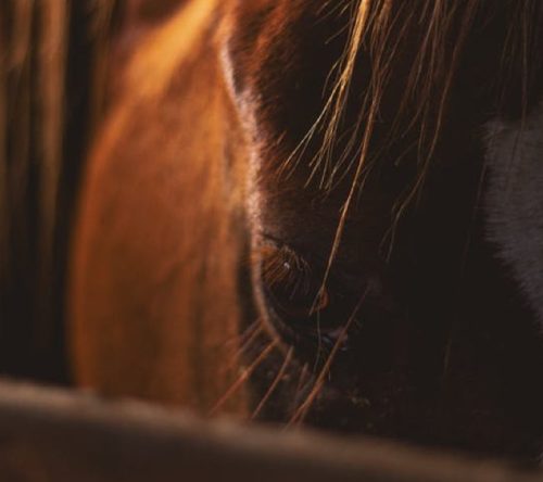 Pferd steht im Stall Nahaufnahme