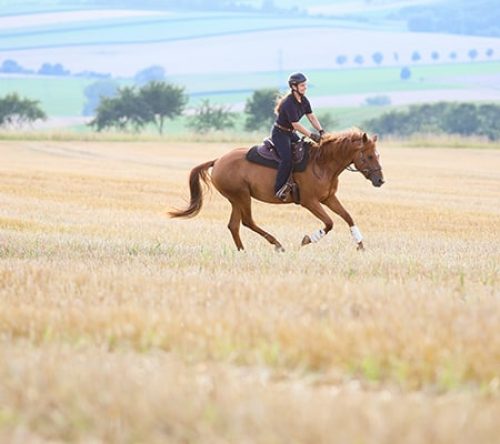 Vivian Gabor reitet im Feld