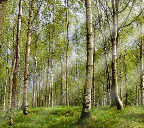 Wald mit grünen Bäumen
