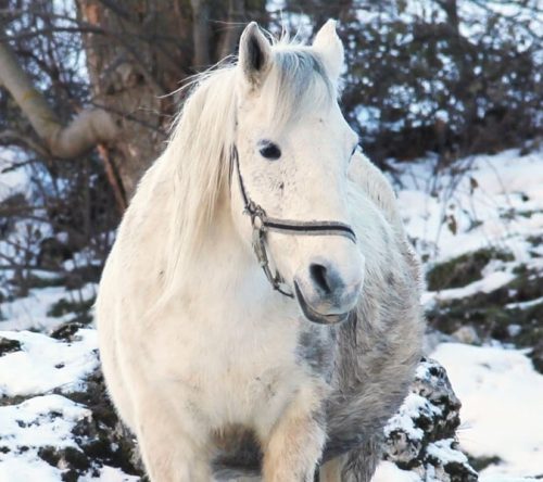 Weißes Pferd steht im Winter draußen