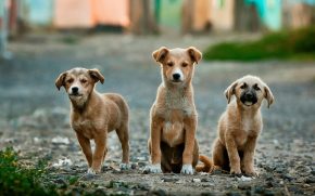3 Hunde auf einem Weg