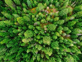 Bunter Wald von oben