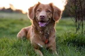 Hund liegt auf Rasen