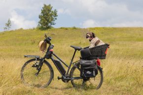 Hund im Fahrradkorb