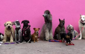Hunde vor pinker Wand