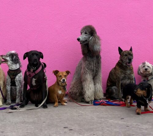 magazin_hero_Hunde-vor-pinker-wand