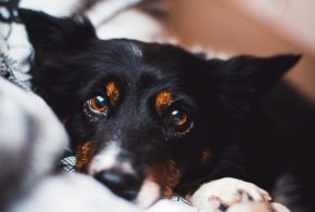 Hund liegt auf Decke