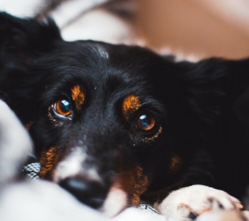 Hund liegt auf Decke