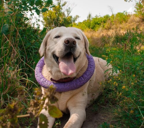 magazin_hero_hund-liegt-mit-halsring-auf-dem-boden