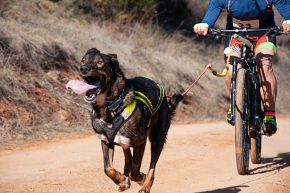 Hund mit Leine am Fahrrad