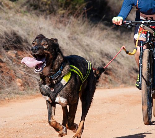 magazin_hero_hund_mit_leine_am_fahrrad